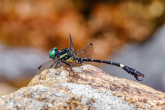 Melligomphus guangdongensis