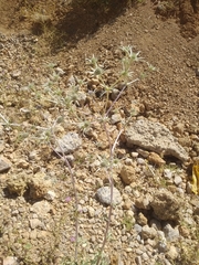 Eryngium billardieri