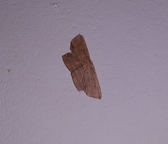 Phalacra vidhisara