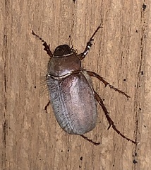 Phyllophaga vetula