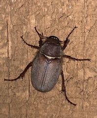 Phyllophaga vetula