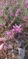 Centranthus longiflorus