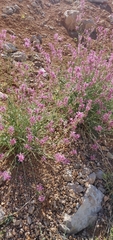 Centranthus longiflorus