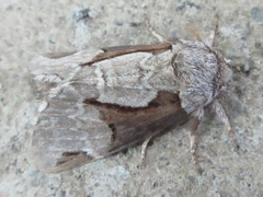 Wilemanus bidentatus