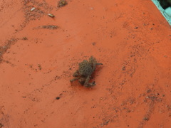 Pilumnus