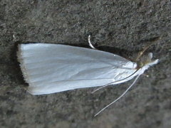 Pseudocatharylla simplex