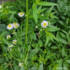 Erigeron strigosus