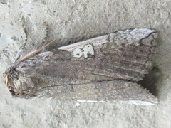 Tethea consimilis