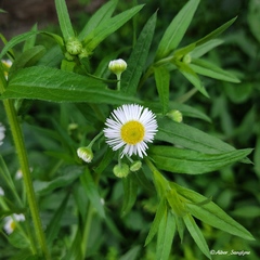 Erigeron strigosus