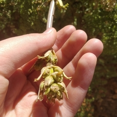 Ferulago trachycarpa