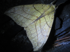 Gangarides coreanus