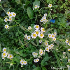Erigeron strigosus