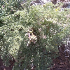 Ferulago trachycarpa