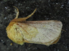 Narosoideus flavidorsalis