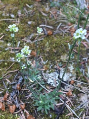 Draba cana