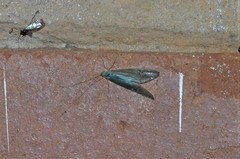 Polymorphanisus