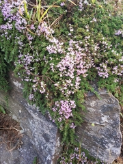 Thymus caespititius