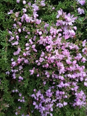 Thymus caespititius