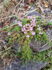 Thymus caespititius