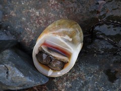 Nerita erythrostoma