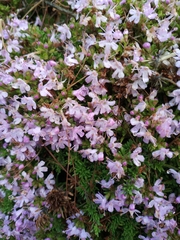 Thymus caespititius