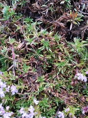 Thymus caespititius