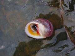 Nerita erythrostoma