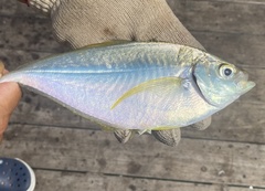 Chloroscombrus chrysurus