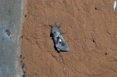 Antiophlebia bracteata