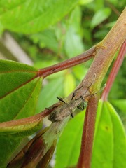Cyphicerini