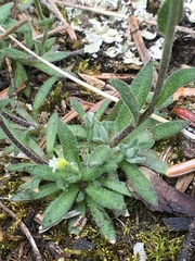 Draba cana