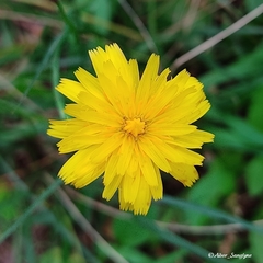 Hypochaeris radicata