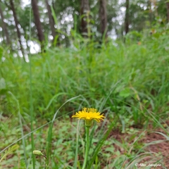 Hypochaeris radicata