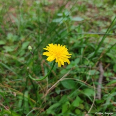 Hypochaeris radicata