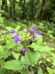 Prunella hastifolia