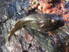 Chorisochismus dentex