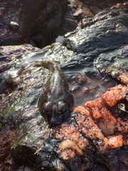 Chorisochismus dentex