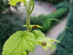 Harmonia axyridis
