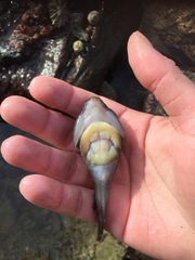 Chorisochismus dentex