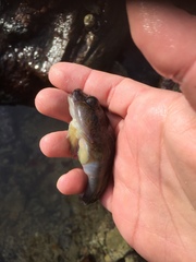 Chorisochismus dentex