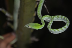 Gunther's Whip Snake photo 2