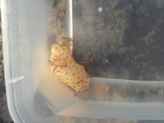 Goniobranchus annulatus