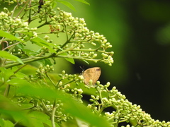 Rapala pheretima sequeira