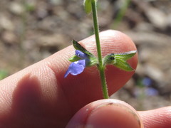 Salvia subincisa