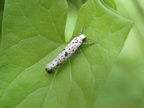 Black-tipped Ermine, photo 3 of 7