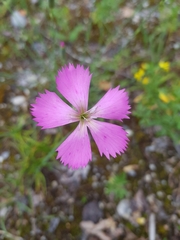 Dianthus saxicola