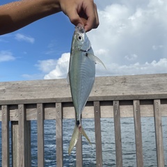 Chloroscombrus chrysurus