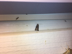 Euzophera fuliginosella