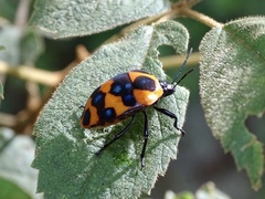 Poecilocoris druraei