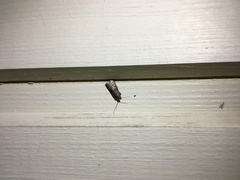 Euzophera fuliginosella